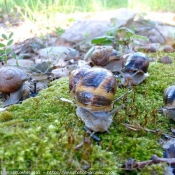 Photo d'Escargot