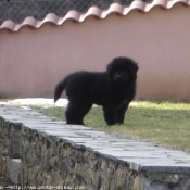 Photo de Chien de terre-neuve