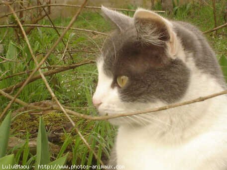 Photo de Chat domestique