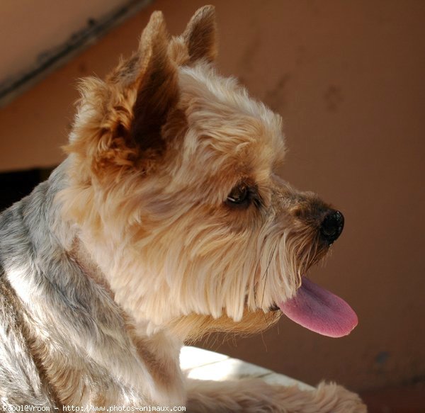 Photo de Yorkshire terrier