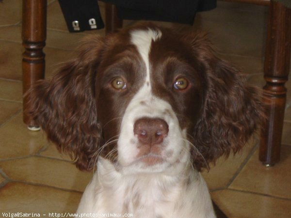 Photo d'English springer spaniel