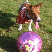 Photo de Jack russell terrier