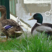 Photo de Canard