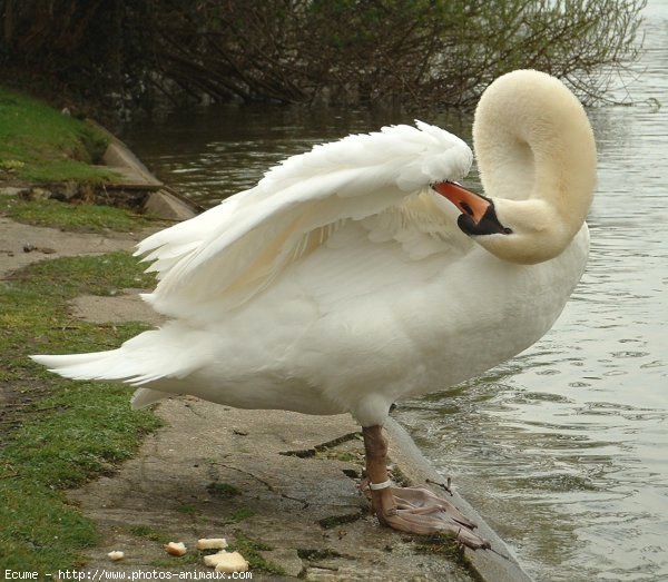 Photo de Cygne