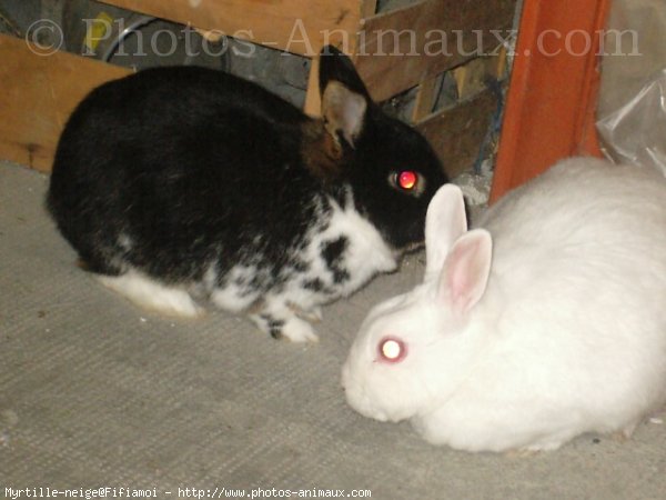 Photo de Lapin