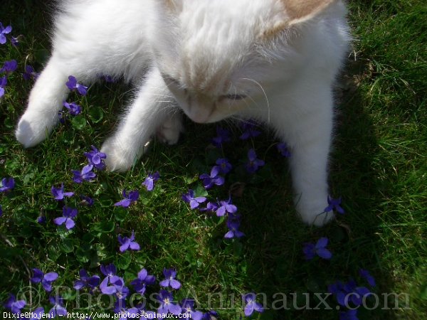 Photo de Ragdoll