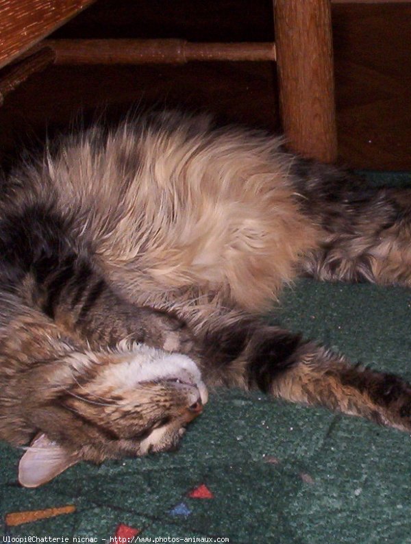 Photo de Maine coon