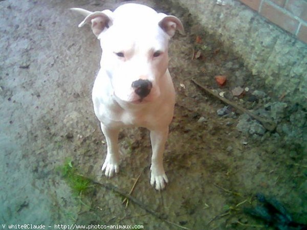 Photo d'American staffordshire terrier