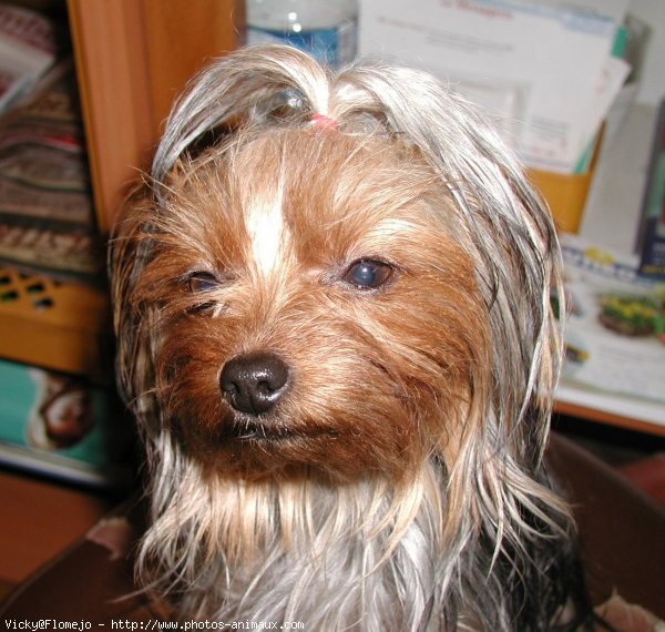 Photo de Yorkshire terrier