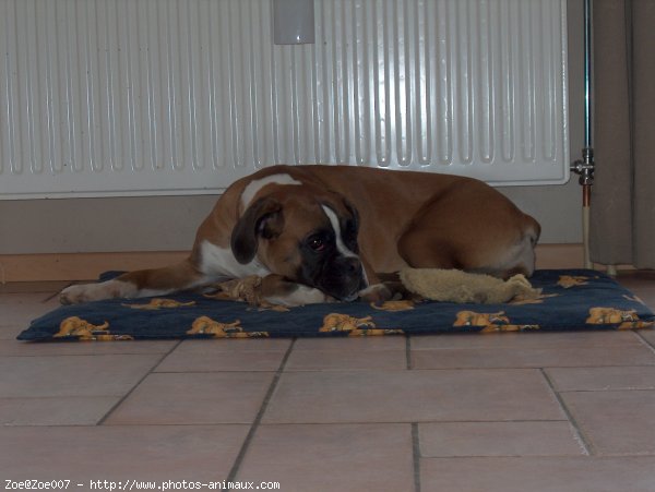 Photo de Boxer