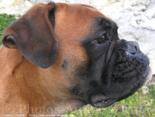 Photo de Boxer