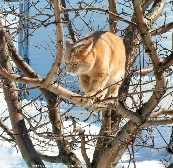 Photo de Chat domestique