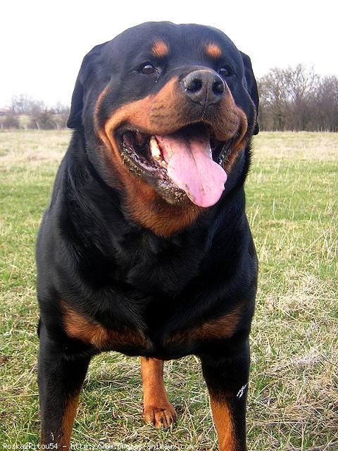 Photo de Rottweiler