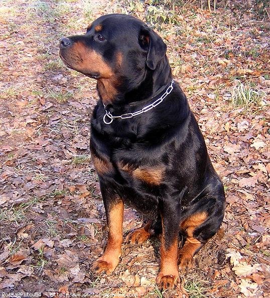 Photo de Rottweiler