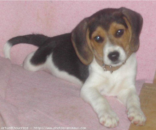 Photo de Beagle