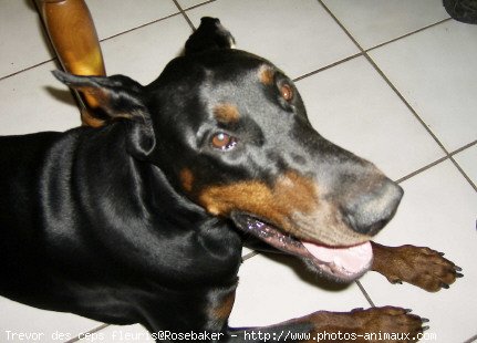 Photo de Dobermann