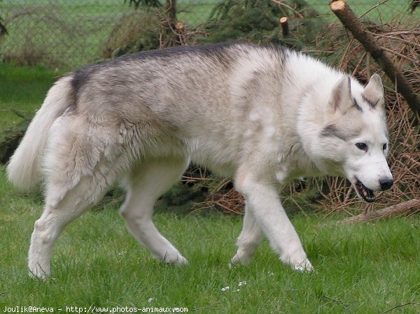 Photo de Husky siberien