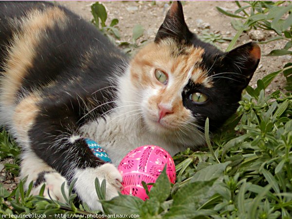 Photo de Chat domestique