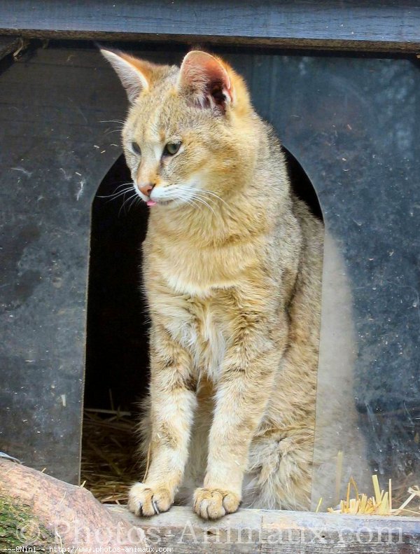 Photo de Chat des marais