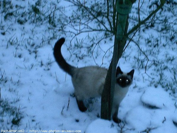 Photo de Sacr de birmanie