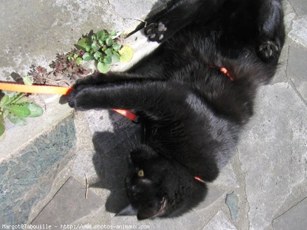 Photo de Chat domestique