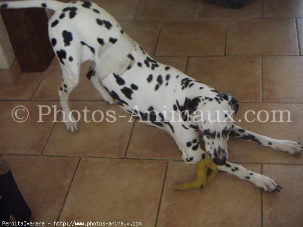 Photo de Dalmatien