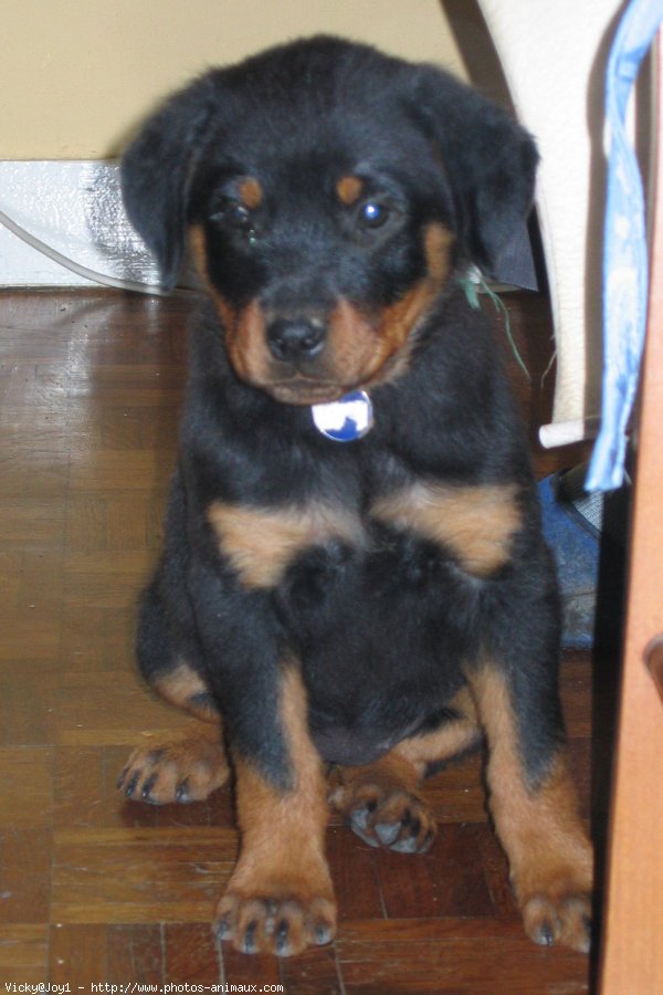 Photo de Rottweiler