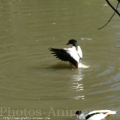 Photo de Canard