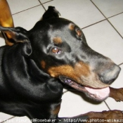 Photo de Dobermann