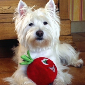 Photo de West highland white terrier