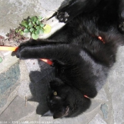 Photo de Chat domestique