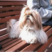 Photo de Shih tzu