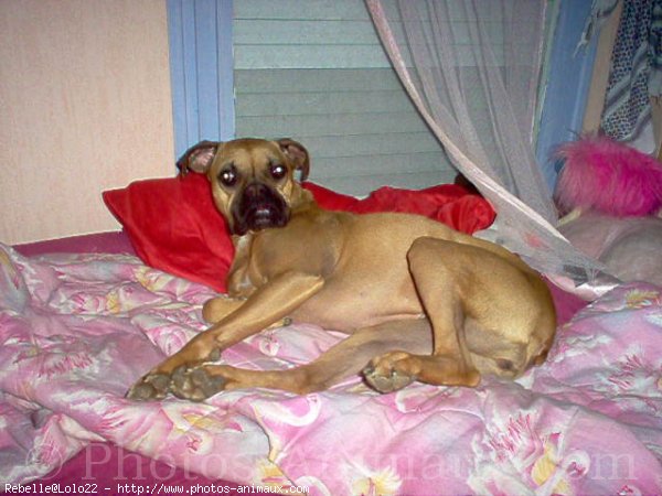 Photo de Boxer