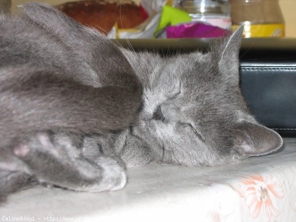 Photo de Chartreux