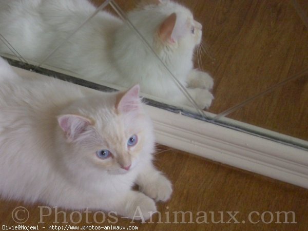 Photo de Ragdoll