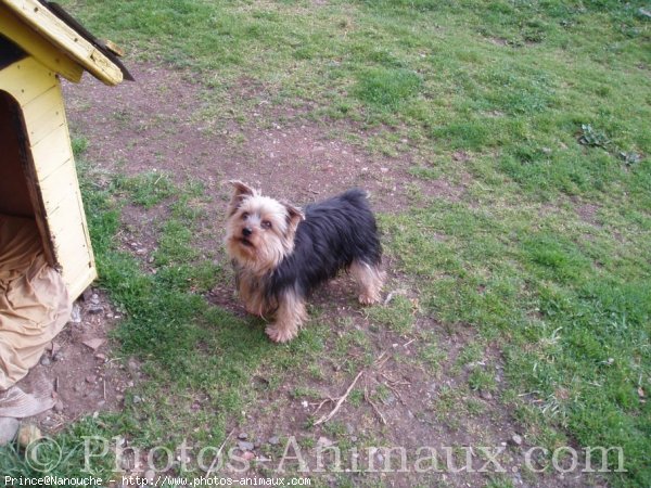 Photo de Yorkshire terrier