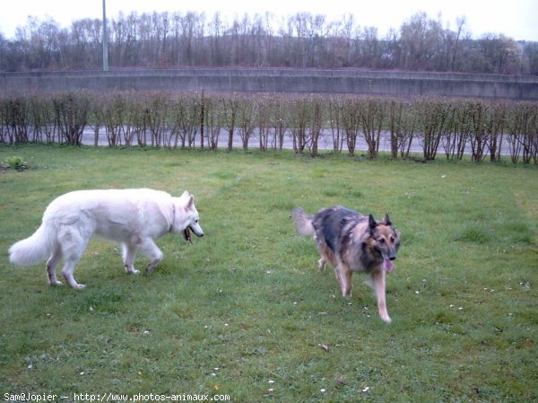 Photo de Berger blanc suisse