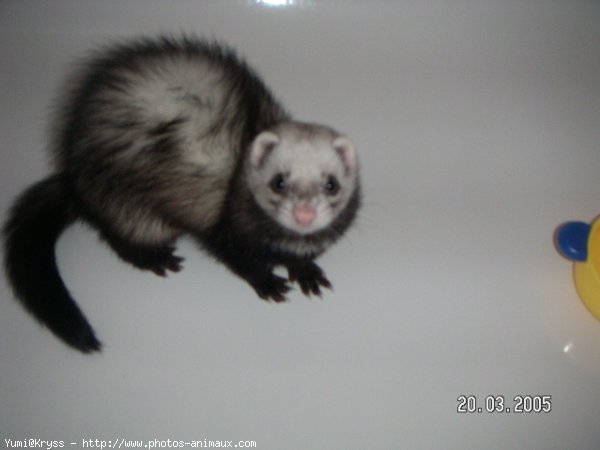 Photo de Furet