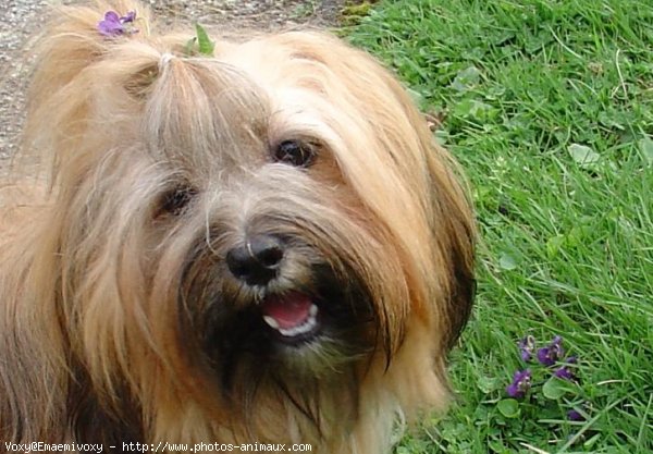 Photo de Lhassa apso