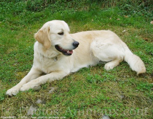 Photo de Golden retriever