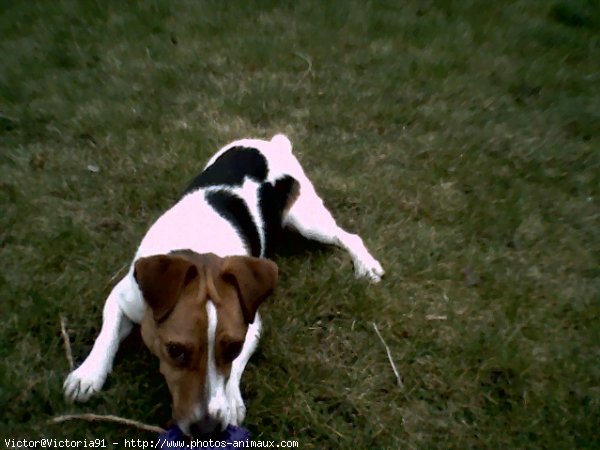 Photo de Jack russell terrier