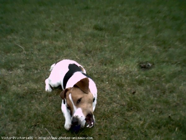 Photo de Jack russell terrier