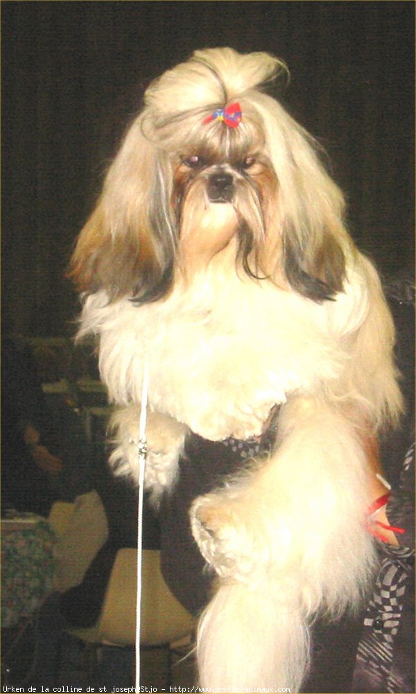 Photo de Shih tzu