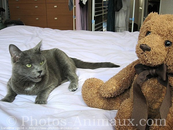 Photo de Chartreux