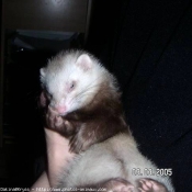 Photo de Furet