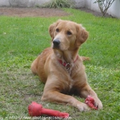 Photo de Golden retriever