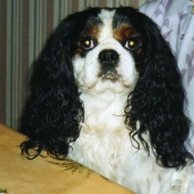 Photo de Cavalier king charles spaniel