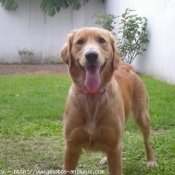 Photo de Golden retriever