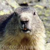 Photo de Marmotte