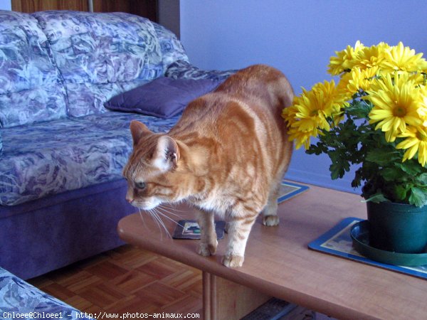 Photo de Chat domestique